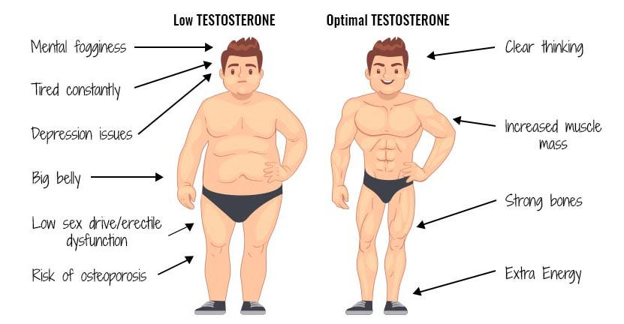 testosterone
